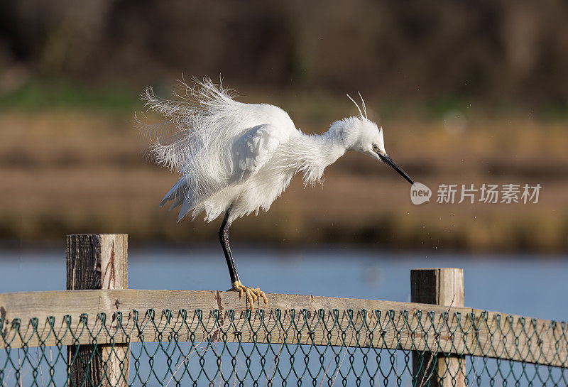 小白鹭(Egretta garzetta)